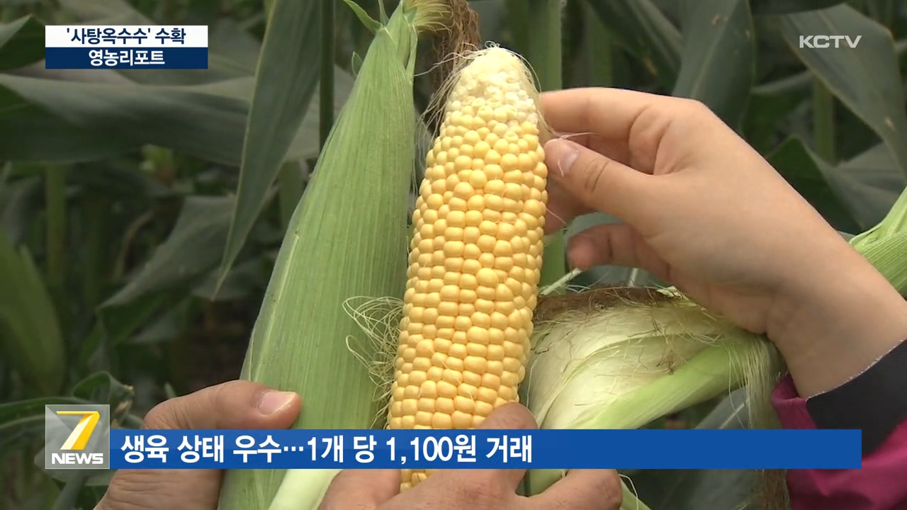 KCTV News7