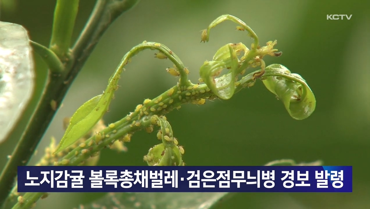 KCTV News7