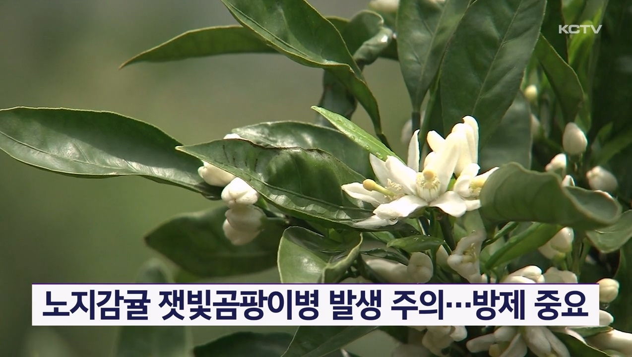 KCTV News7